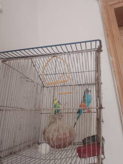1male 2 female