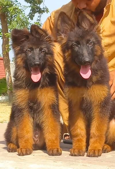 Triple Coat high class show line German shepherd Male pups