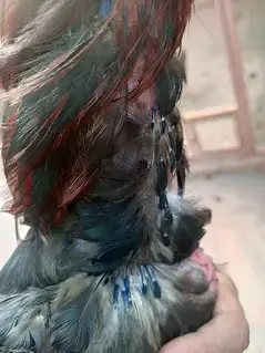 aseel patha — photo 4