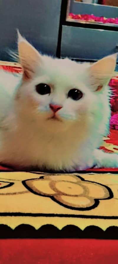 white color cat