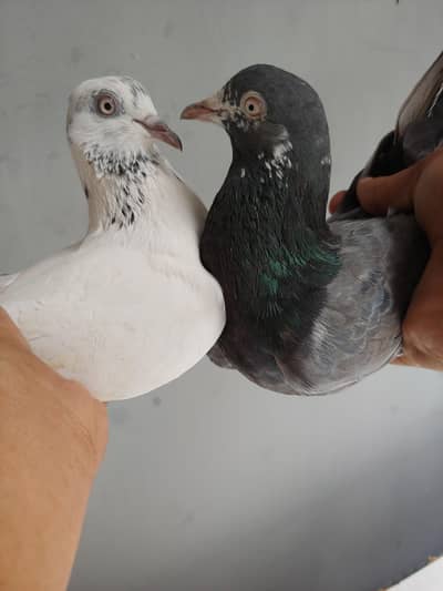 pair for sale.