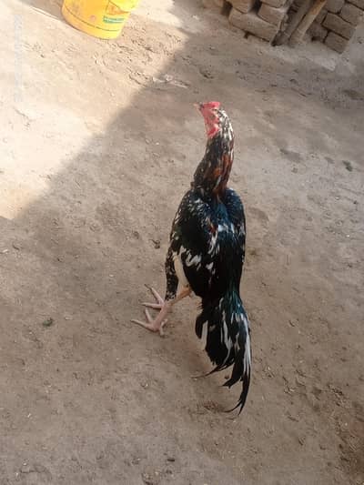 aseel riasti nar for sell