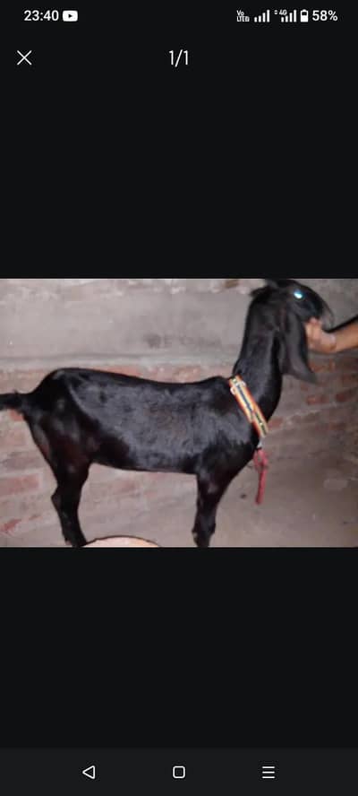 bakri for sale 03331742220