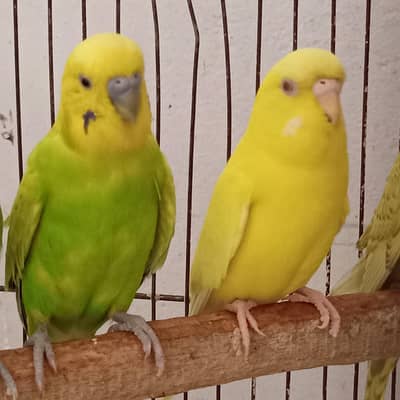 Australian Budgies Breedar Pair.