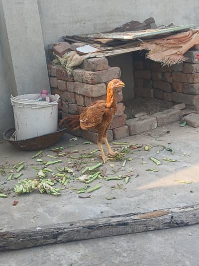Peela patha for sale ha