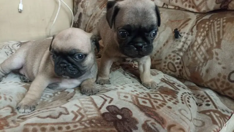 best quality pug puppies price negotiable pedigree father