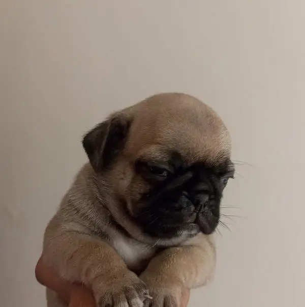 best quality pug puppies price negotiable pedigree father — photo 2