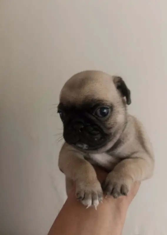 best quality pug puppies price negotiable pedigree father — photo 3