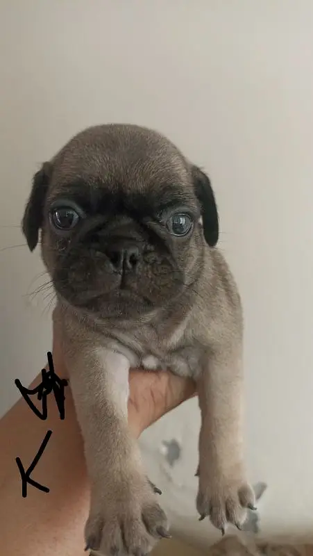 best quality pug puppies price negotiable pedigree father — photo 4