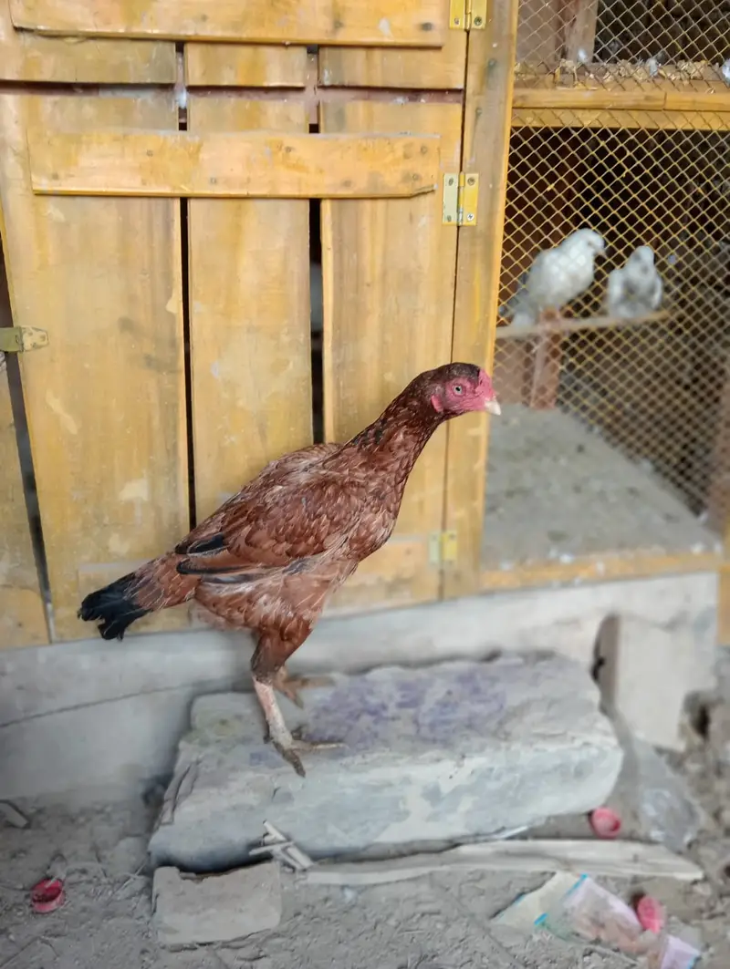 Pure Mianwali Aseel Hens (Madi) | Top Quality Asil for Sale