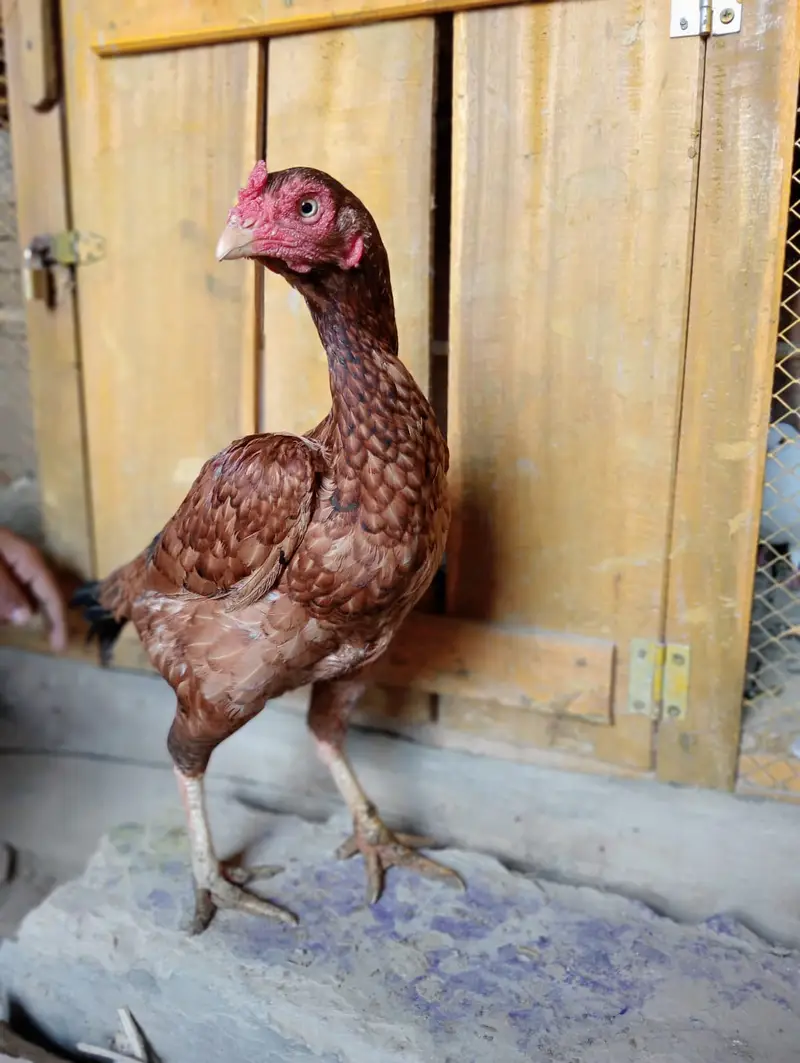 Pure Mianwali Aseel Hens (Madi) | Top Quality Asil for Sale — photo 2
