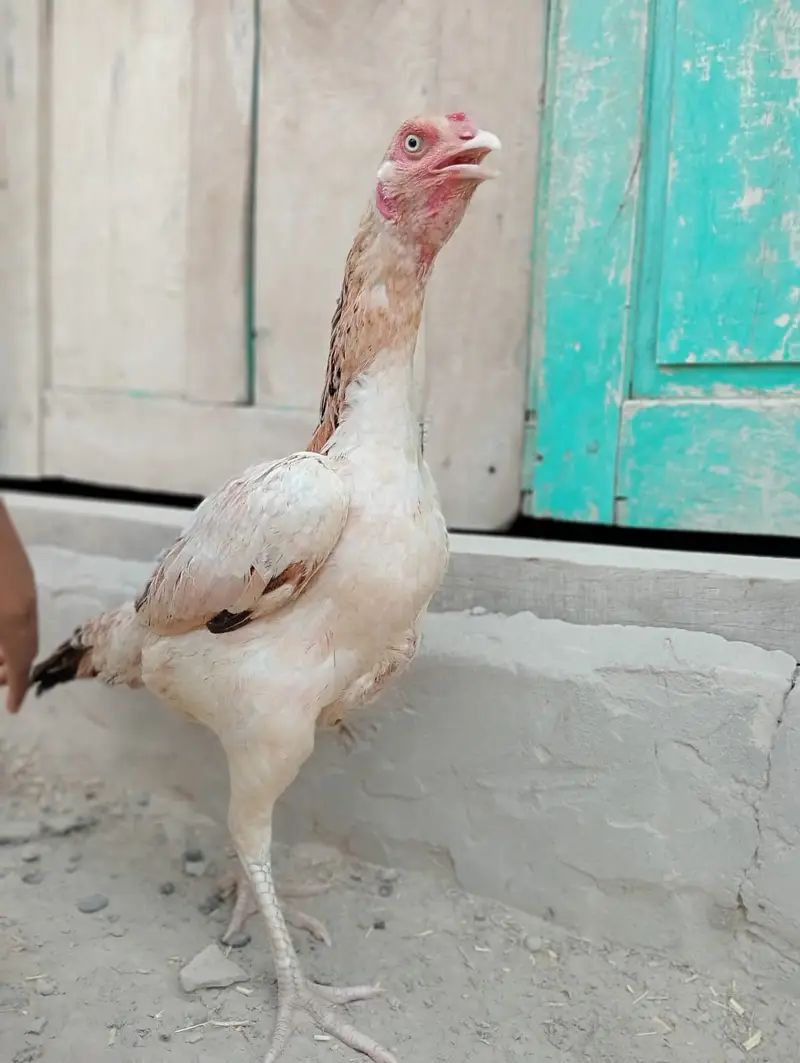 Pure Mianwali Aseel Hens (Madi) | Top Quality Asil for Sale — photo 3
