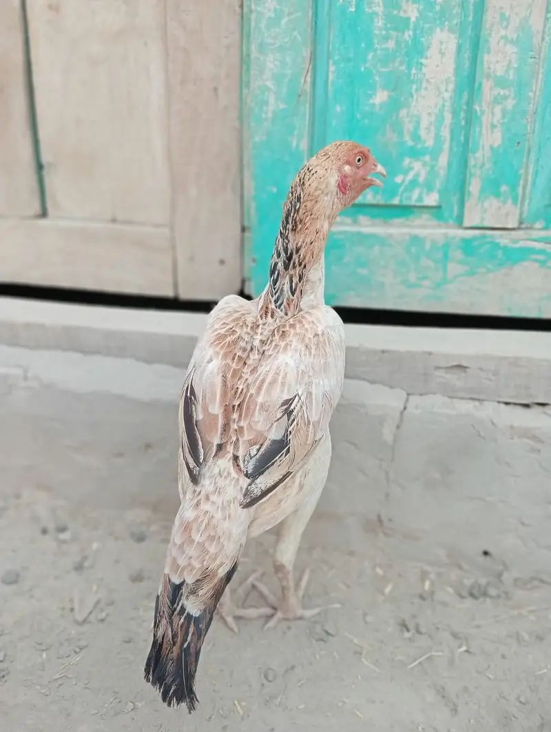 Pure Mianwali Aseel Hens (Madi) | Top Quality Asil for Sale — photo 4