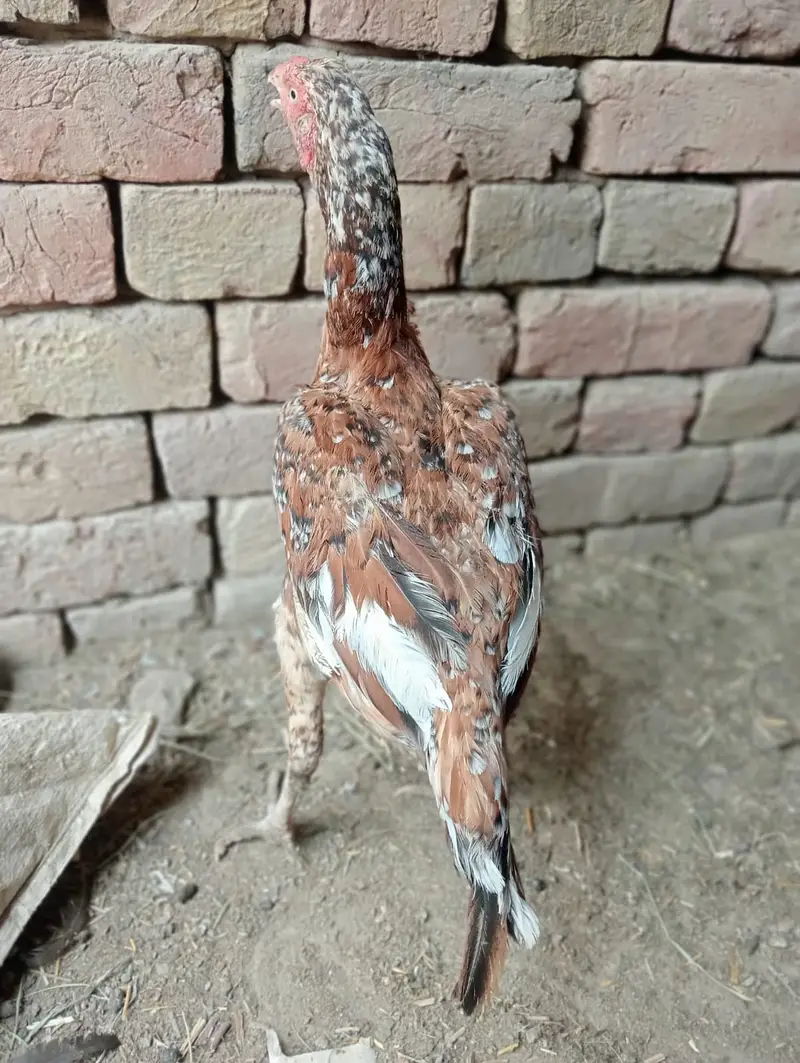 Pure Mianwali Aseel Hens (Madi) | Top Quality Asil for Sale — photo 5