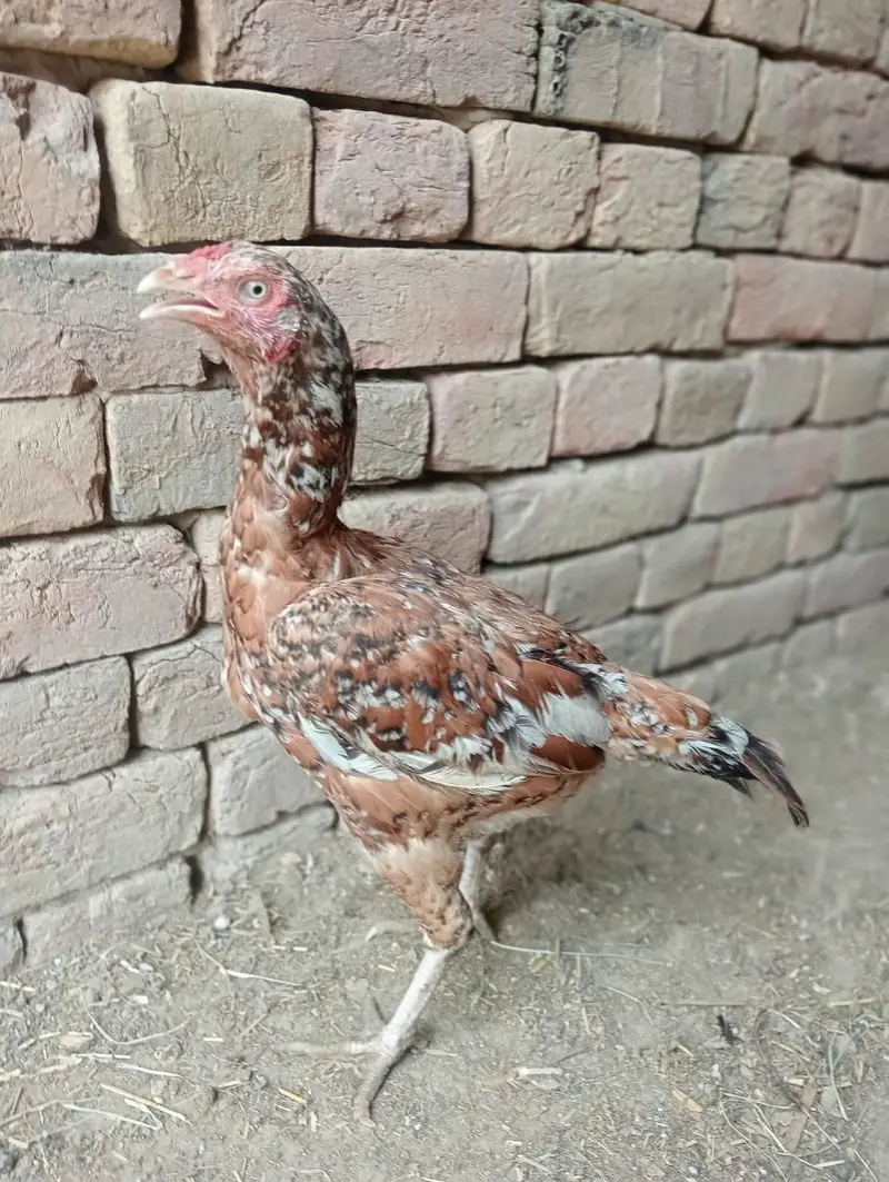Pure Mianwali Aseel Hens (Madi) | Top Quality Asil for Sale — photo 6