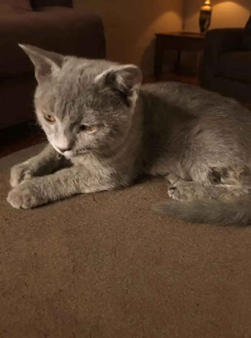 Beautiful Grey British Shorthair Kitten for Sale — photo 4