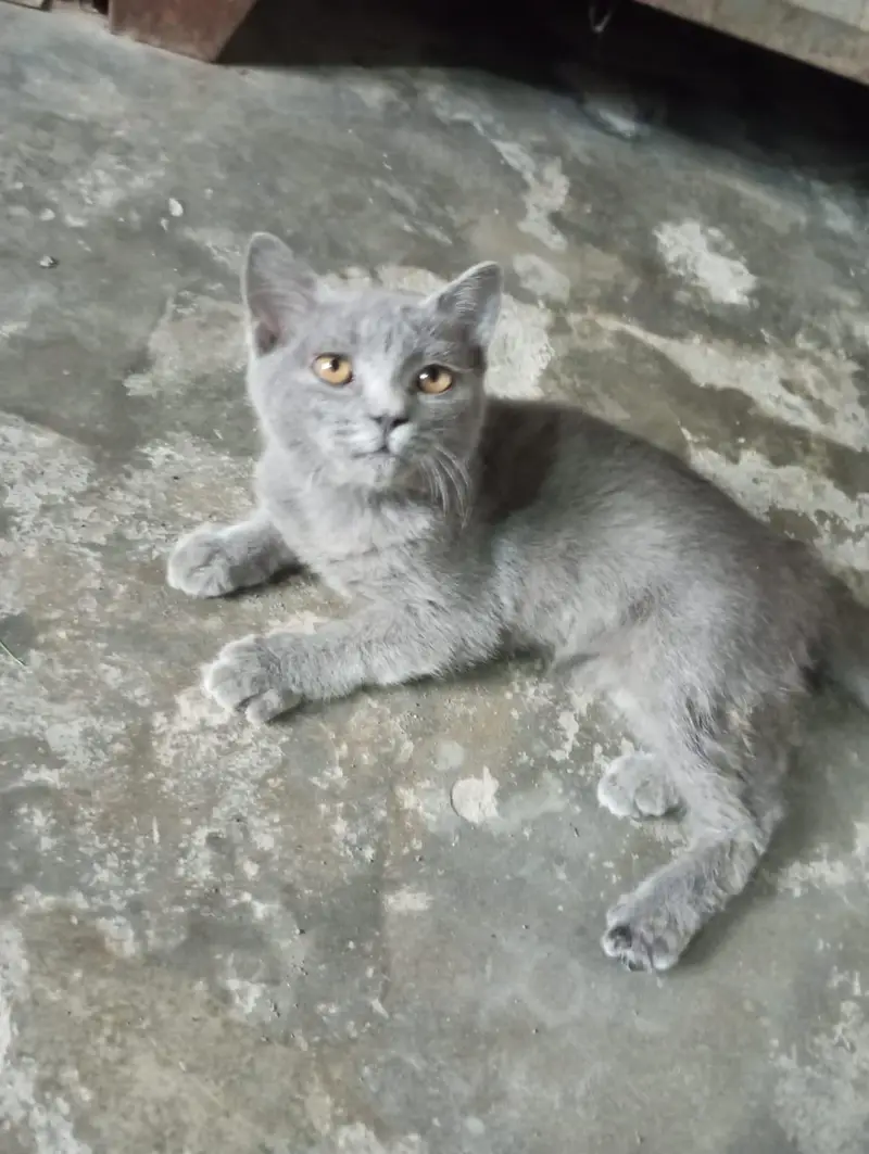 Beautiful Grey British Shorthair Kitten for Sale — photo 5