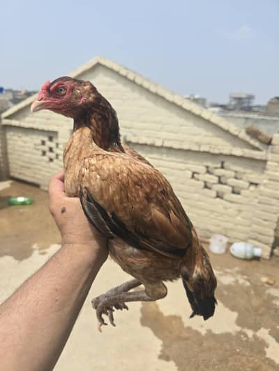 lakhi pathi 4 sale white nok nali eye choras nali