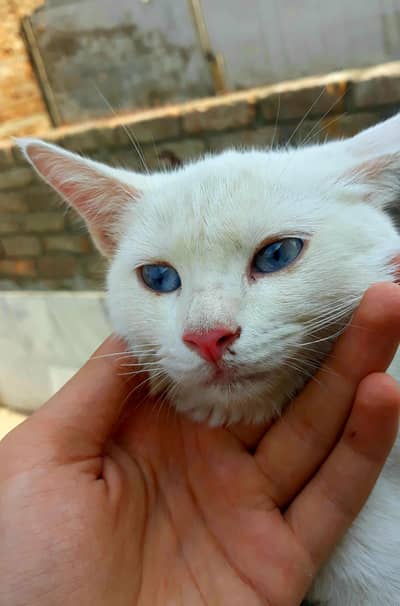 Persian blue eyes cat for sale
