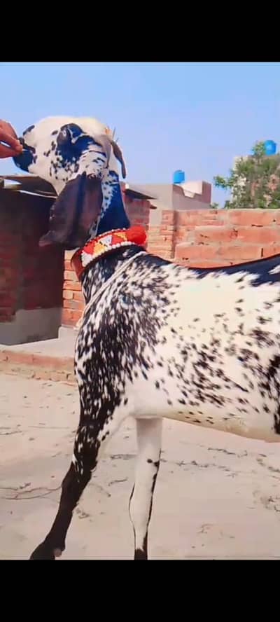 makhi chini female 03260441527