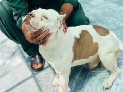 American pitbull dog for salee