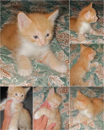 Persain kitten male double coat