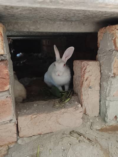 Rabbit