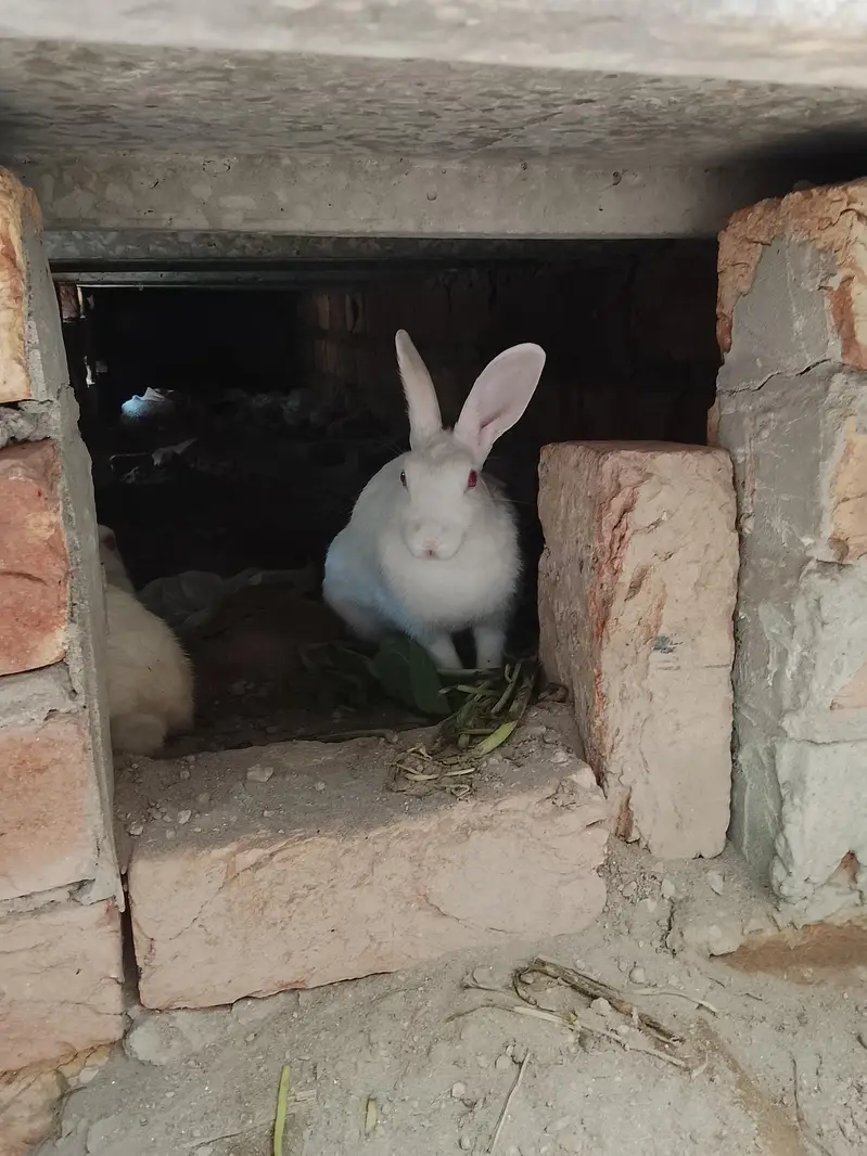 Rabbit