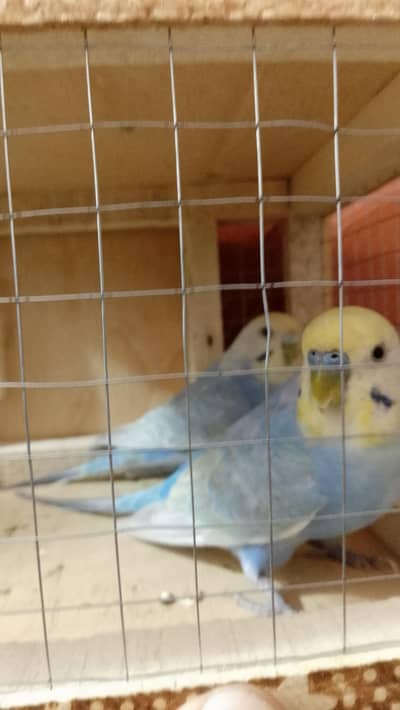 Violet rainbowquality pair,Bf hogo working pair,Cages,Breeding boxes
