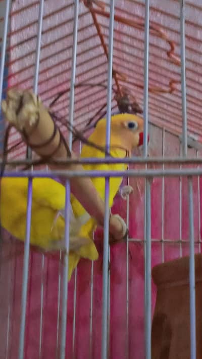 Breeder love bird pair.