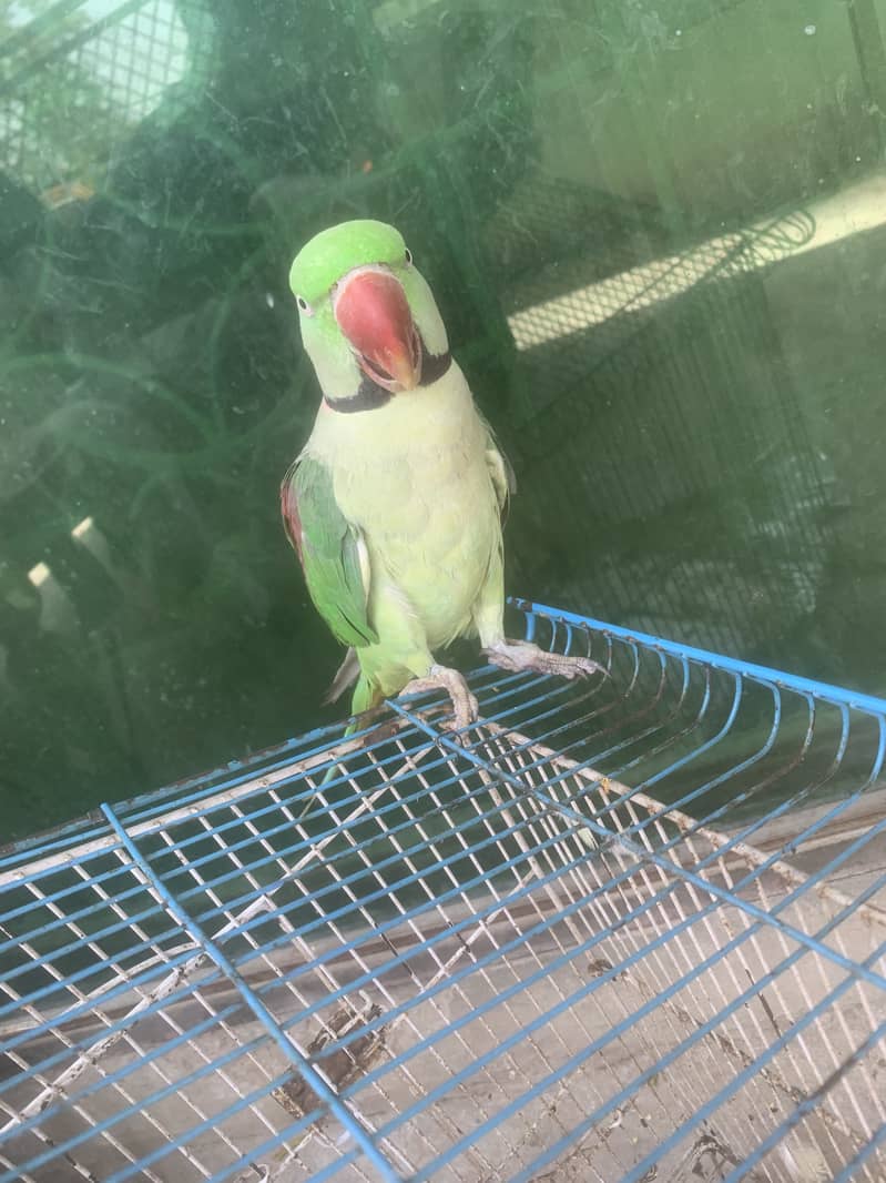 Raw parrot 0