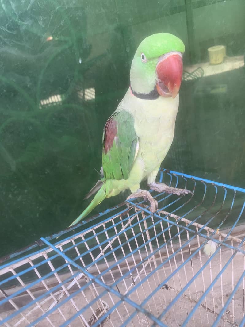 Raw parrot 1