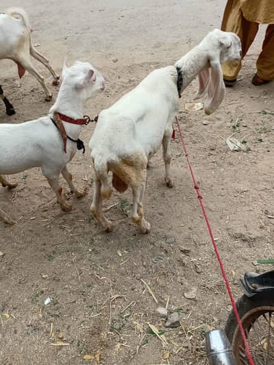 teddy breeder male age 4 dant horaha hai larkana male 6 months