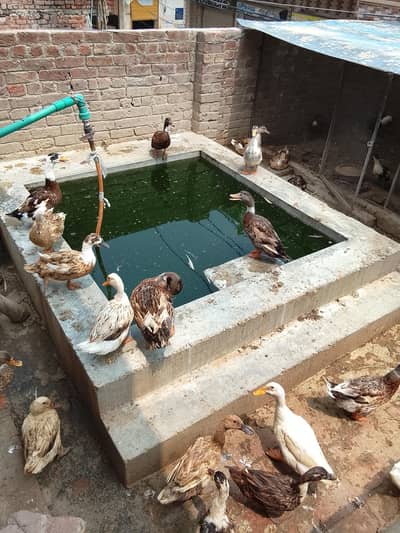 Ducks for sale