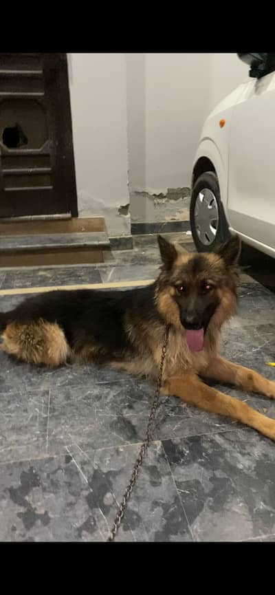 German Shepherd Dog friendly