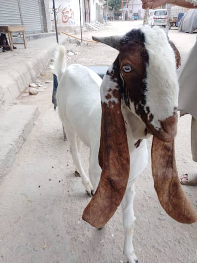 dono baccha ghar ka