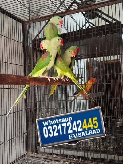 Raw patho k pairs 27000