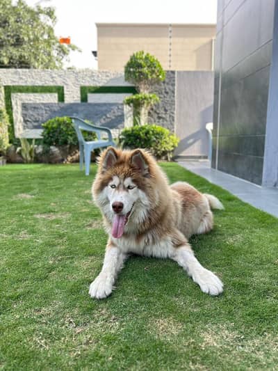sell my cute Dogy Alaskan malamute husky