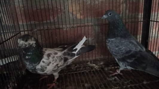 Pigeons sale
