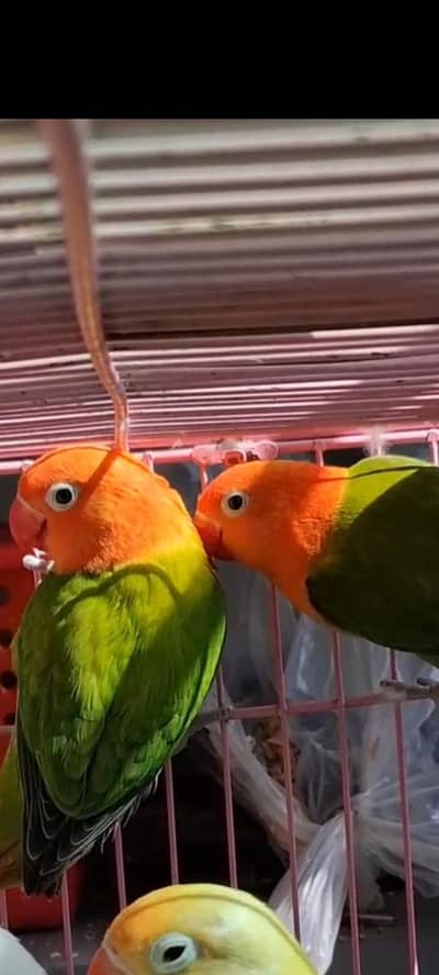 Love bird And cocktaile Breeder female available