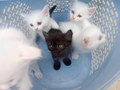 kittens available for sale