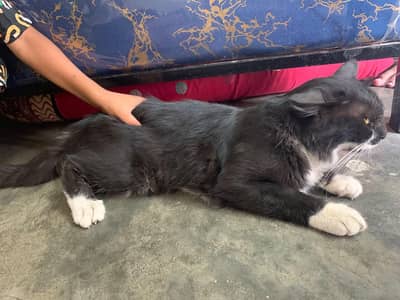 cat for sale