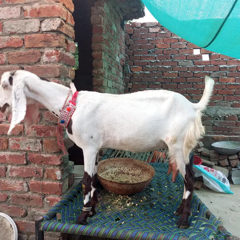 doodh wali gaban bakri — photo 2