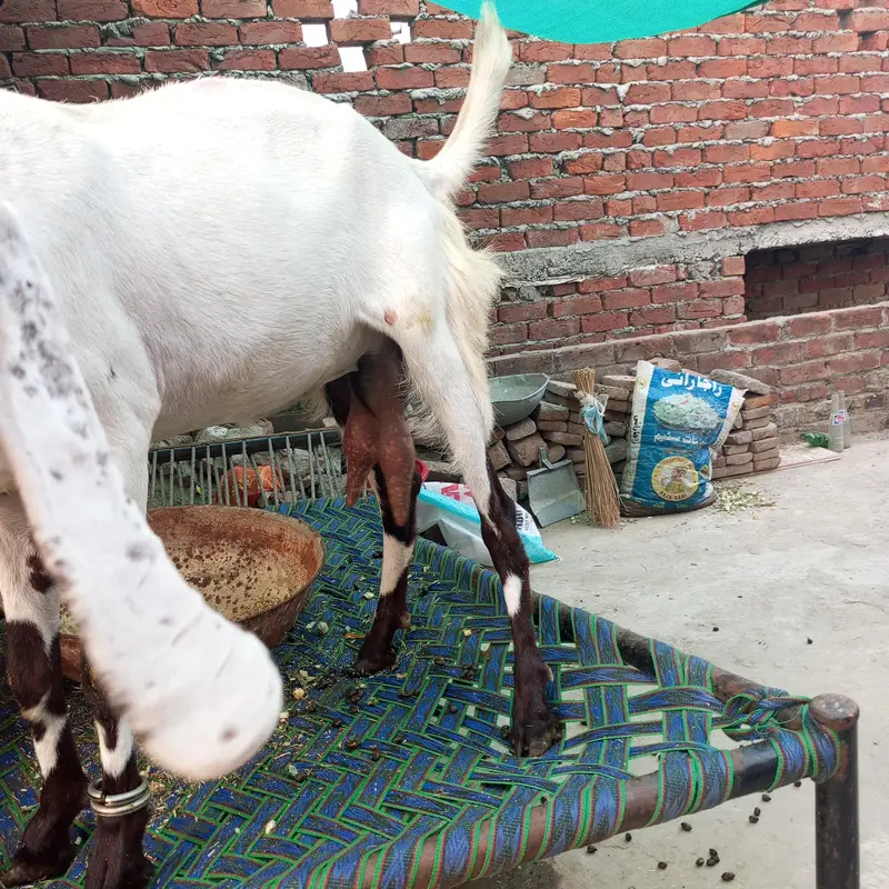 doodh wali gaban bakri — photo 3