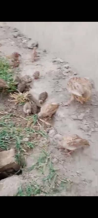 Dakhni teetar chicks