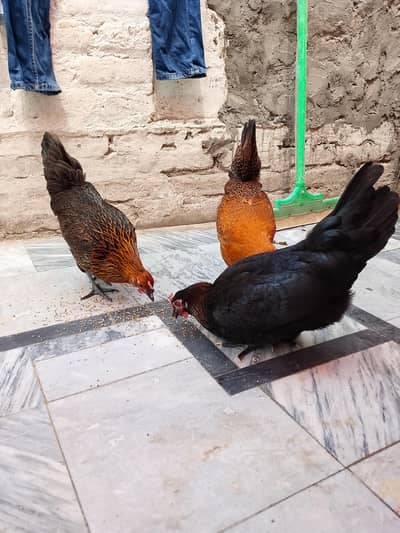Desi golden misri murgia