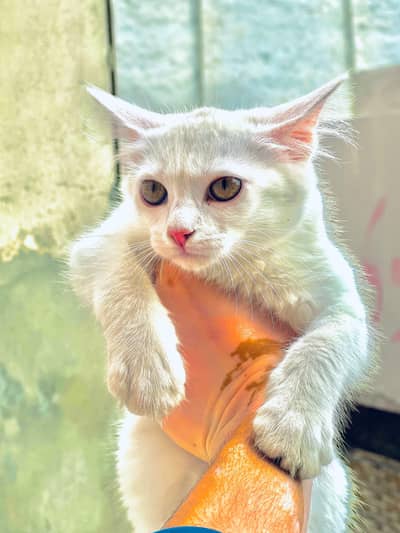 Persian cat double core
