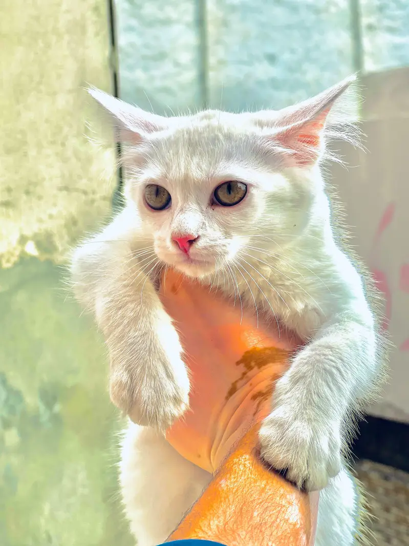 2 Persian cat double core