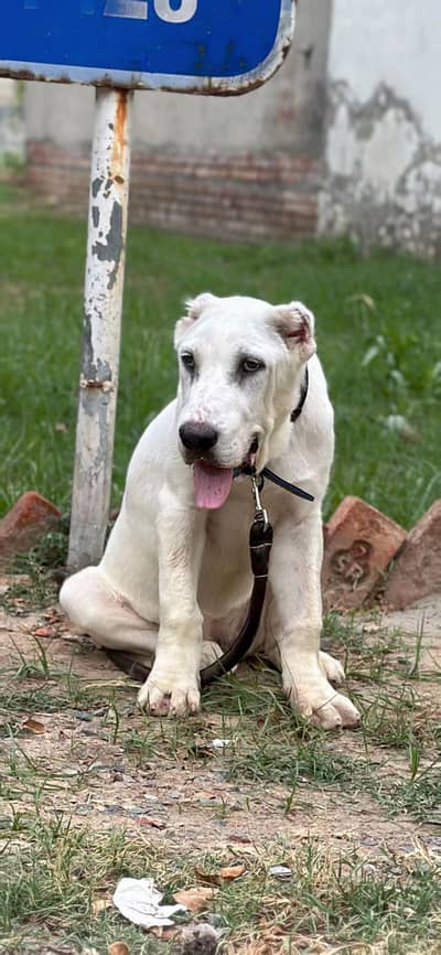 imported big Size Alabai female puppy.