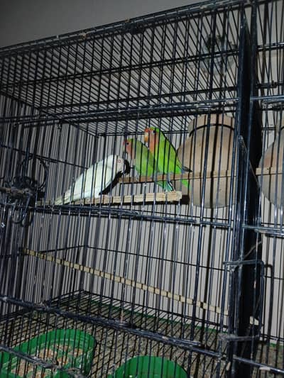 lotino lovebird